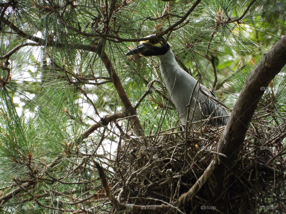 Nature, Tree, Wildlife, Bird, No Person