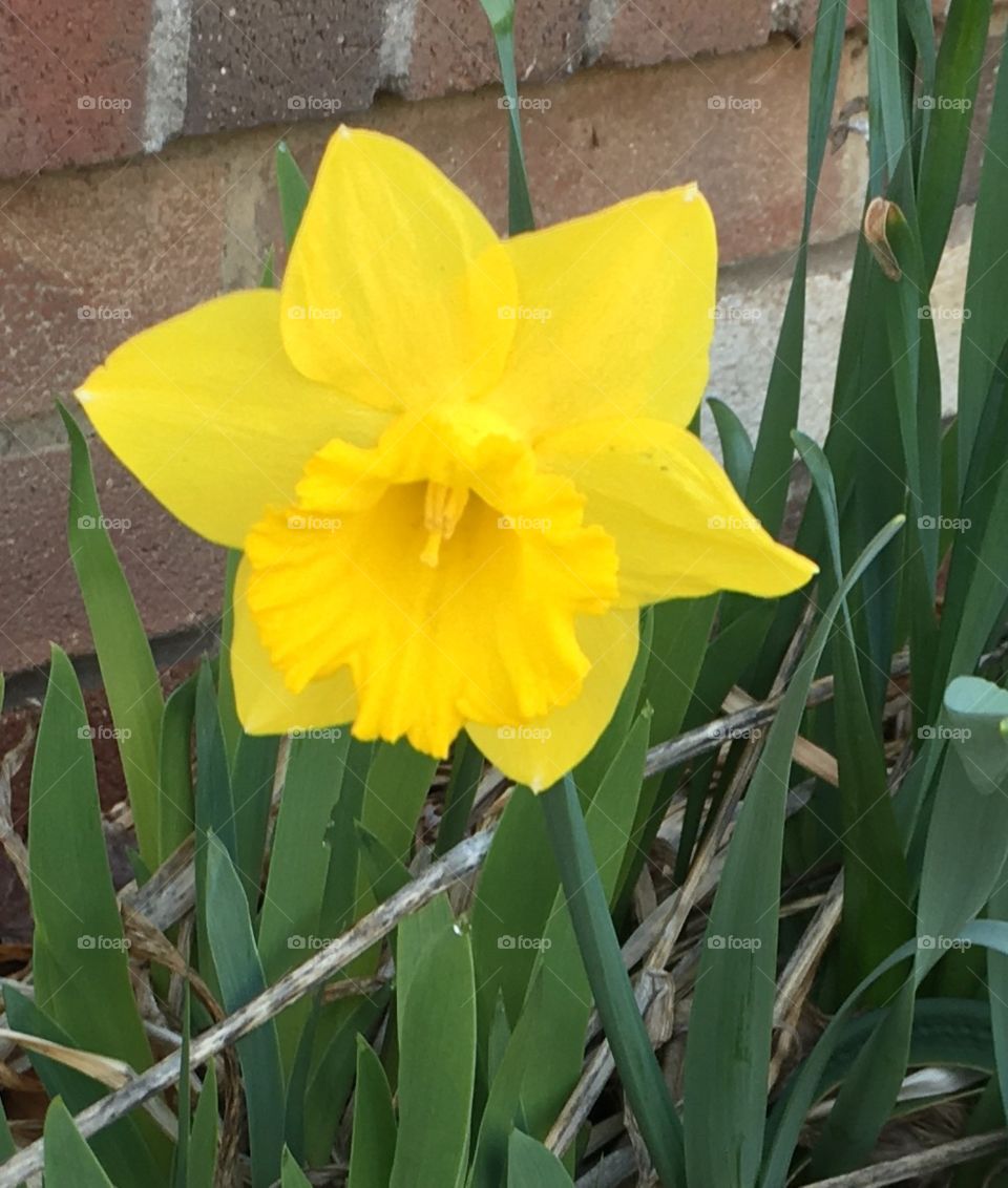 First flower of spring