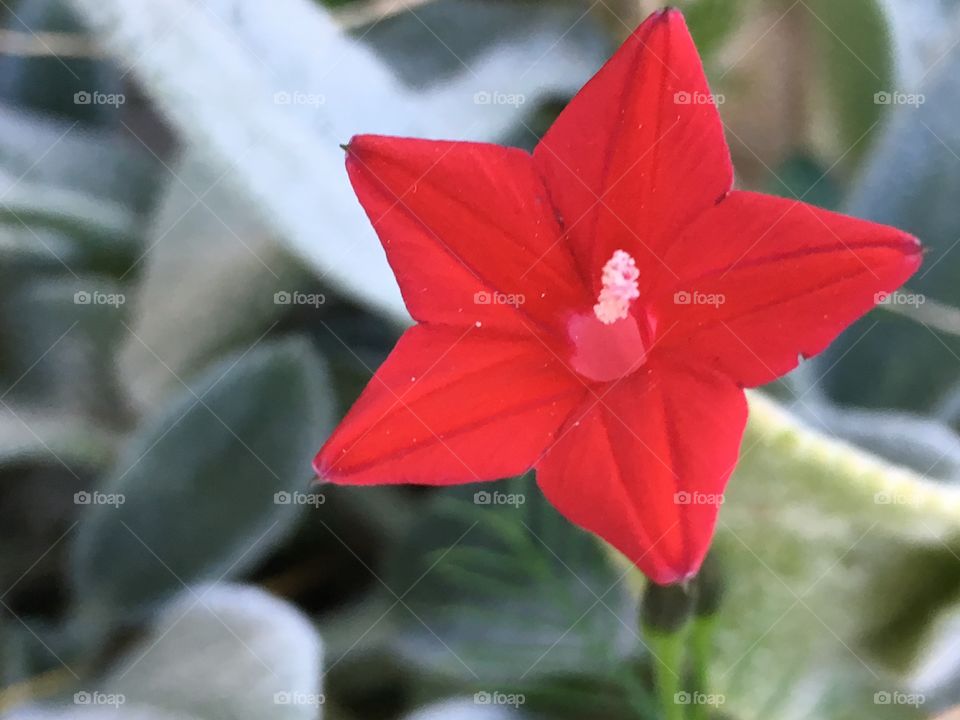 Star-flower blooming late September 