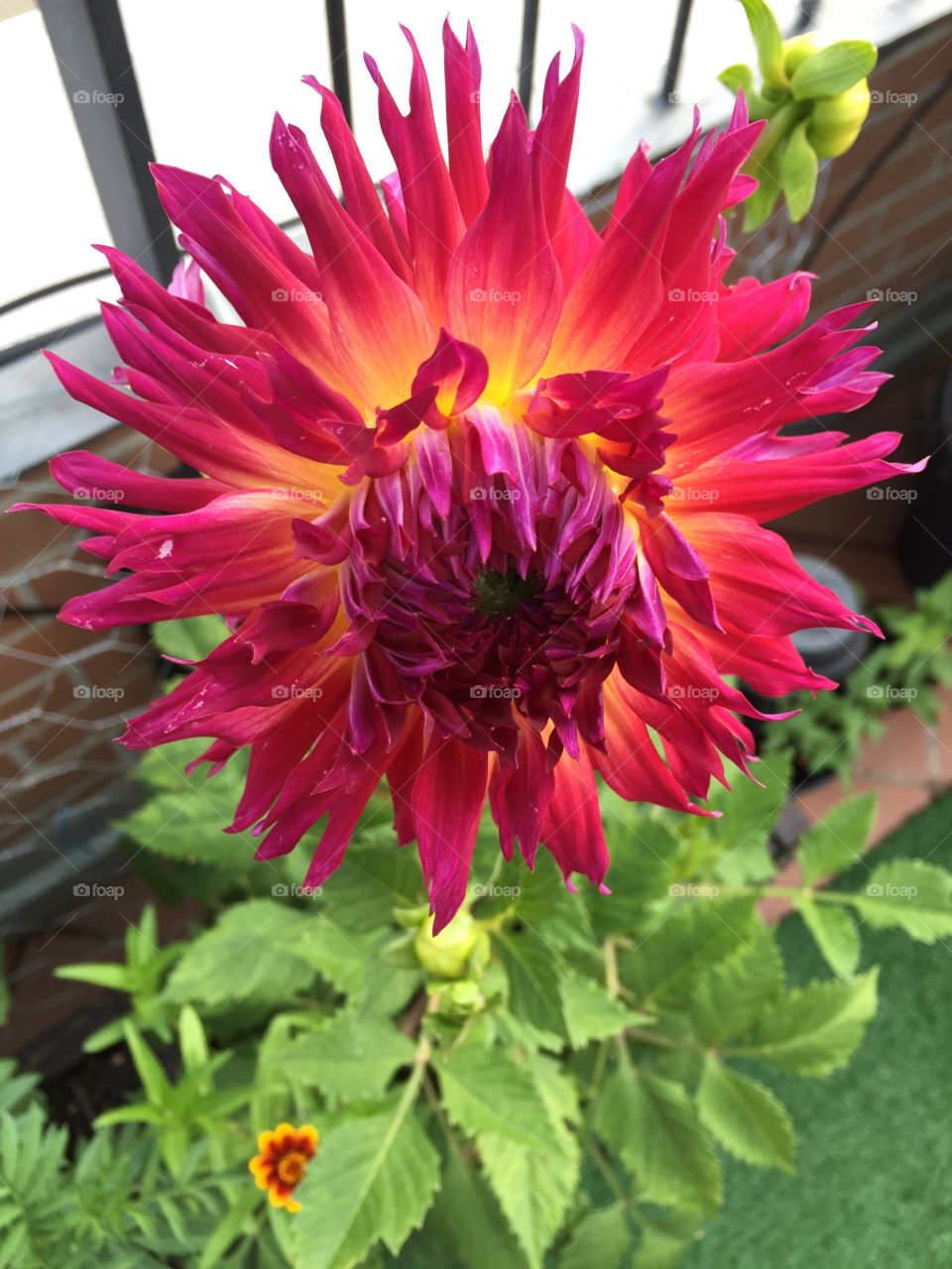 Purple Dhalia. Purple Dhalia in my garden