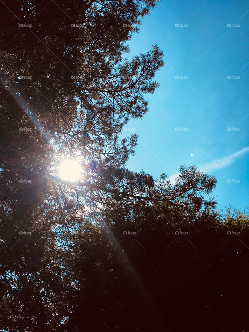 Sun shining through the pine trees and leylandii with plane jet stream across the blue sky in the background 