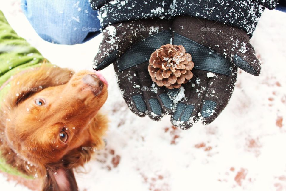 Elevated view of pine cone of person's hand with dog