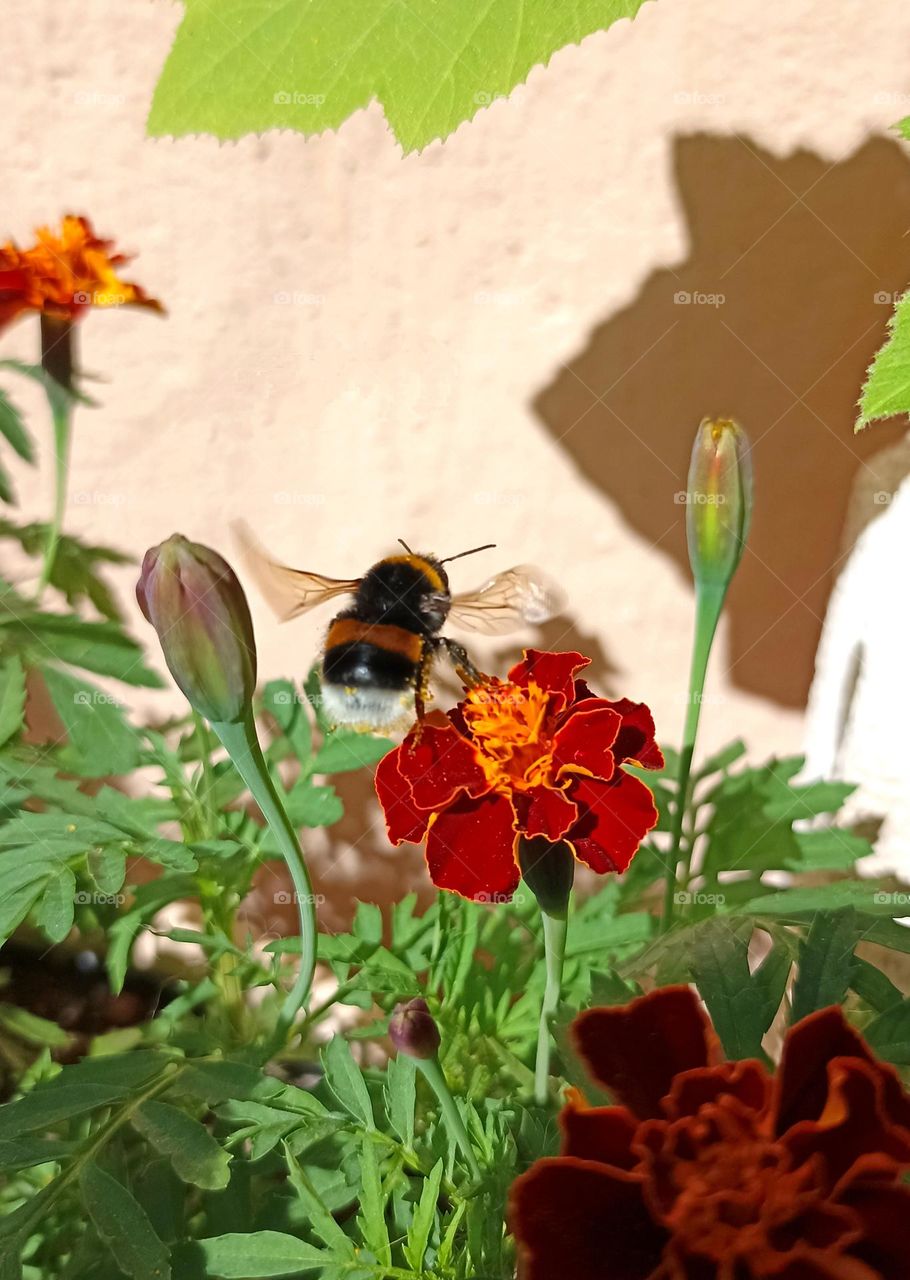 bumblebee on a flowers mobile photography