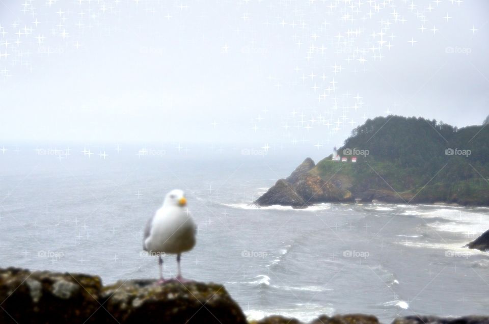 Billy Bob and the Lighthouse. Captured a pigeon in my view of a lighthouse on the coast of Oregon. 