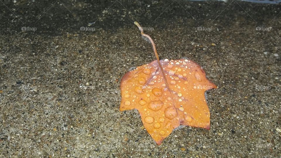 Water on Leaf