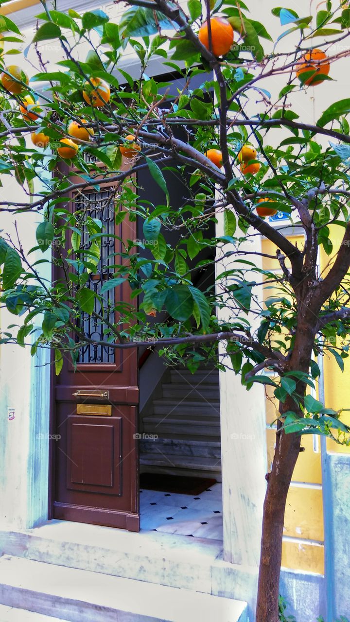 Orange tree in front of the open entrance door somwhere in Athens, Greece