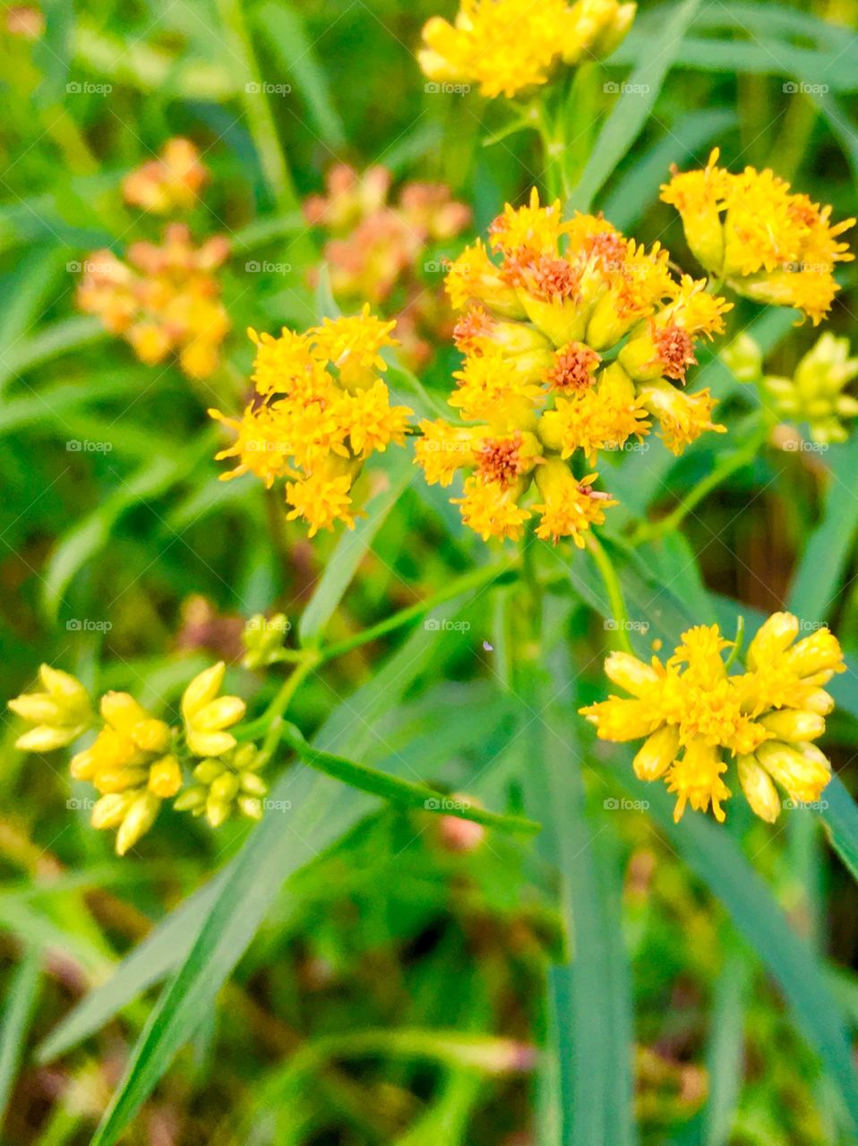 Flat-topped goldenrod 