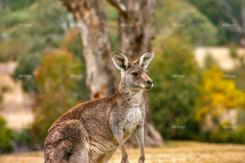 Alert Kangaroo