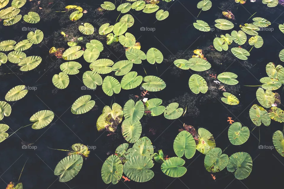 Leaves in Water