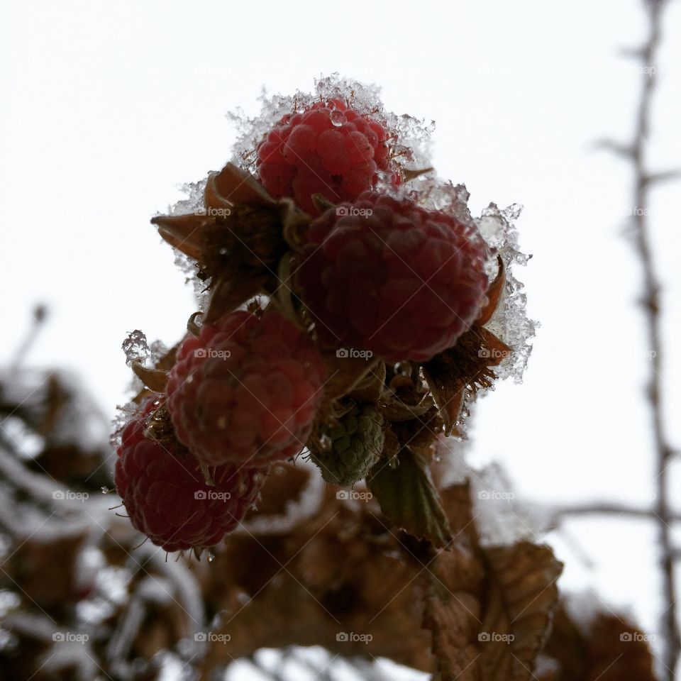 Frozen berry