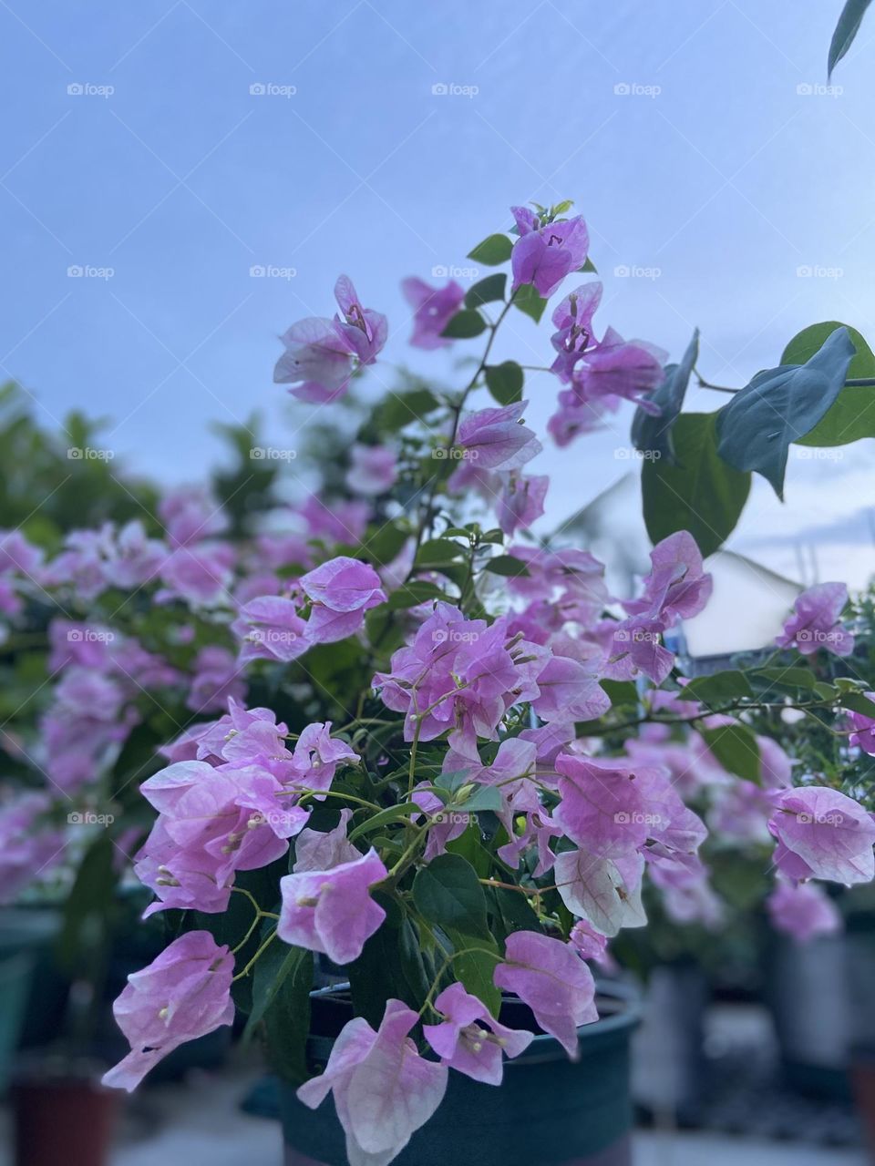 Triangle plum blossoms in spring