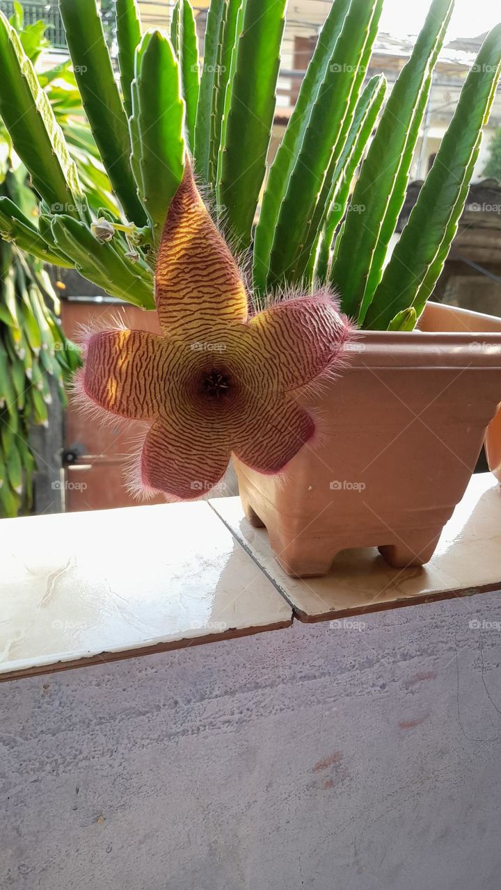 cacto plantado em vaso na varanda da casa.