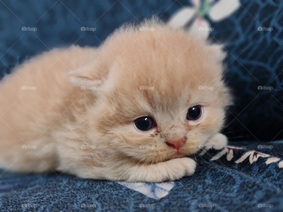 I have felt cats rubbing their faces against mine and touching my cheek with claws carefully sheathed. These things, to me, are expressions of love. "