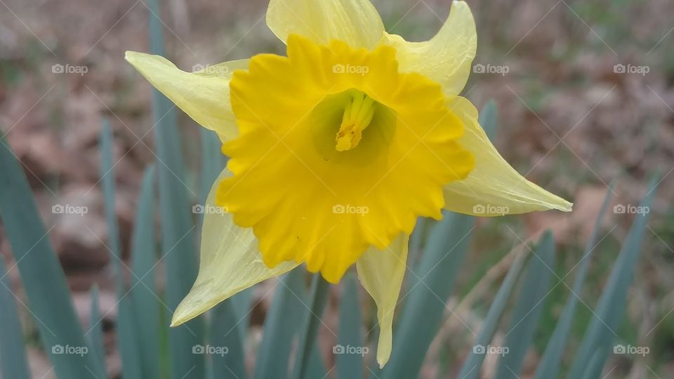 No Person, Nature, Flora, Leaf, Daffodil