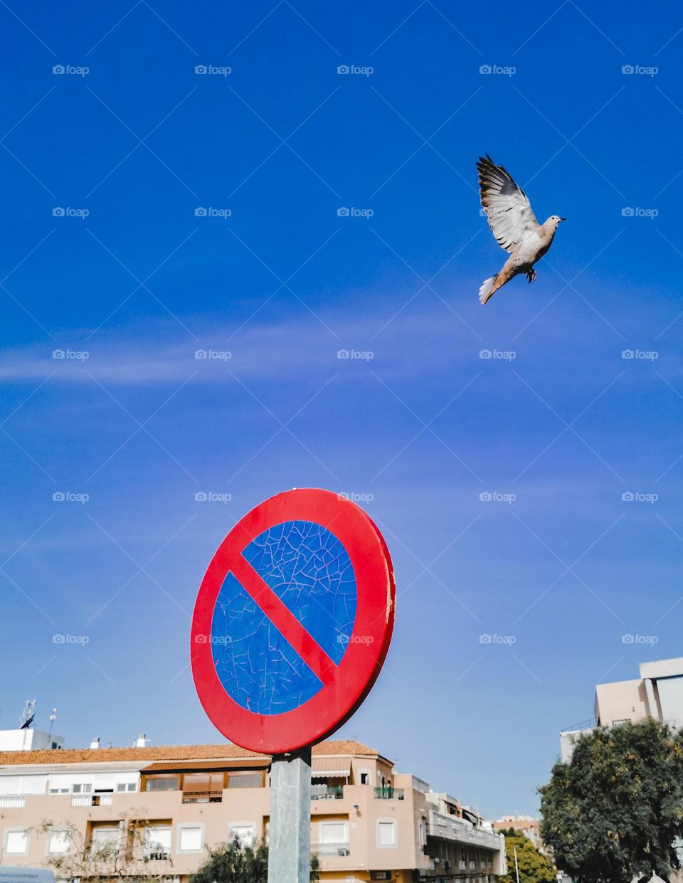 dove flying off a road sign