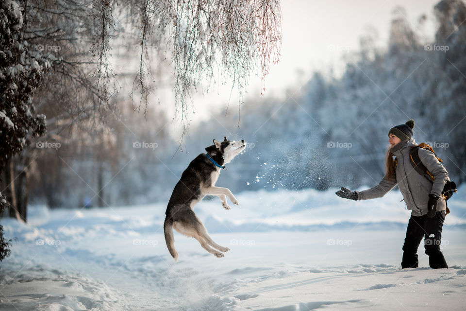 Walking with husky in winter park at sunny cold day