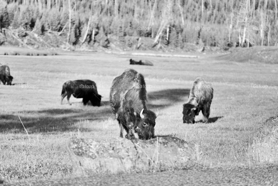 Yellowstone buffalos grazing
