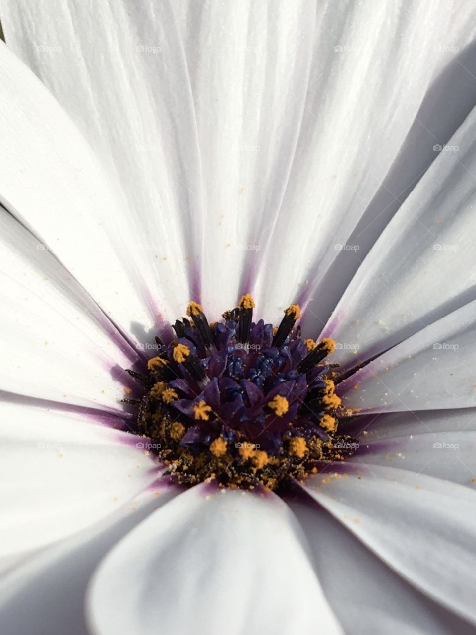 Purple Heart of African daisy