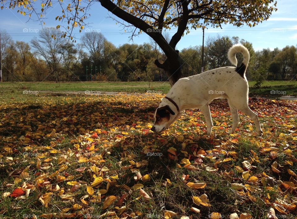 No Person, Fall, Tree, Outdoors, Leaf