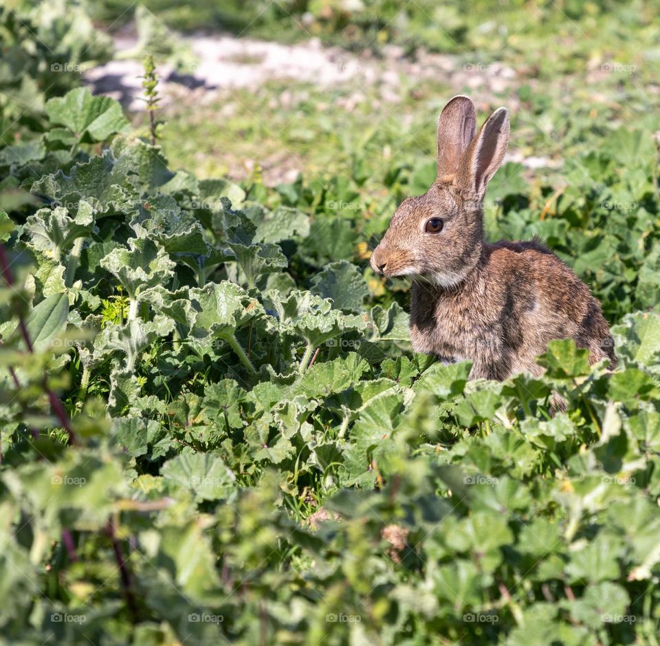 Bunny or Rabbit sticking his head out of green shrubs munching joyfully. Found this one in mallorca.