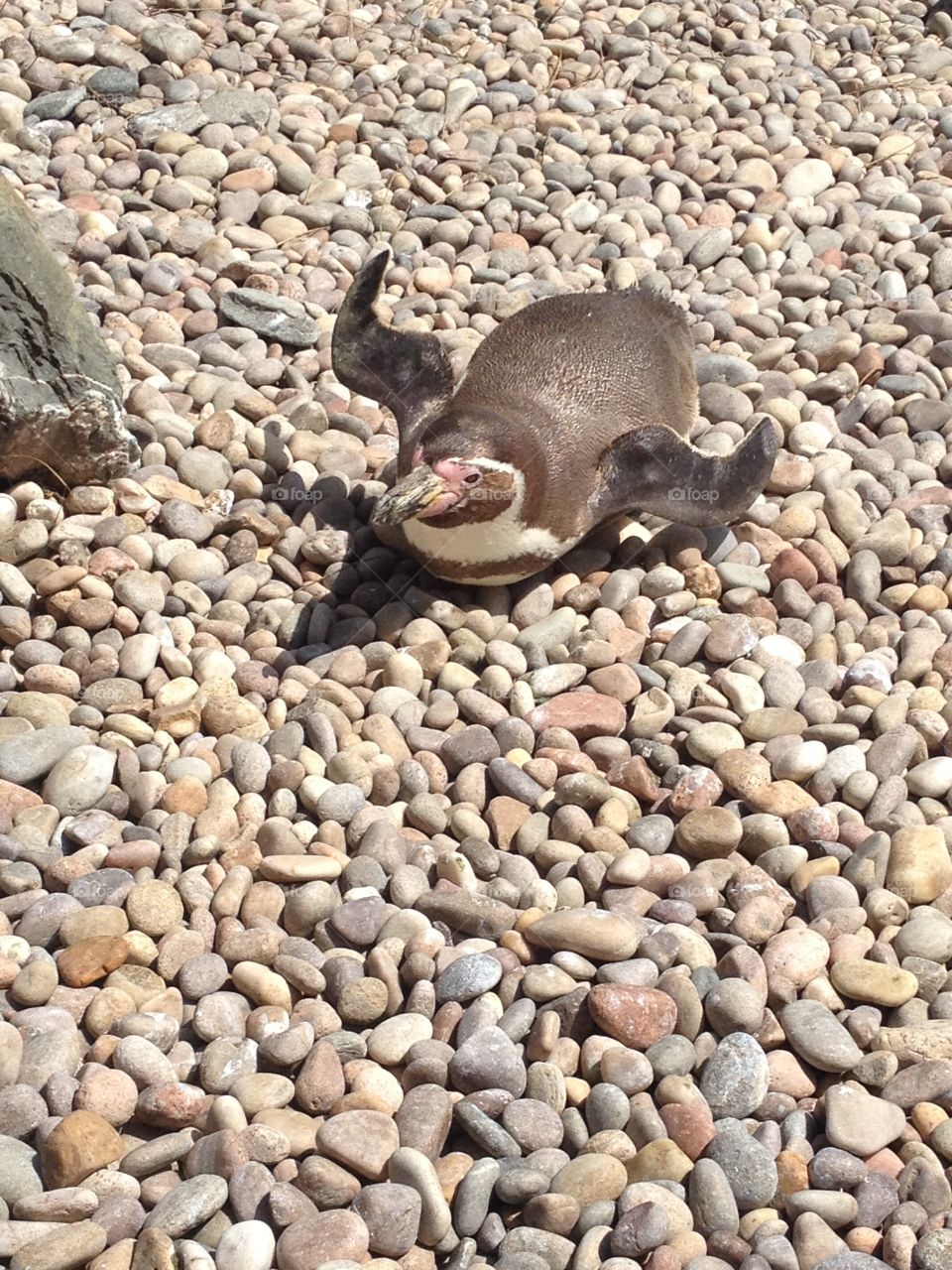 Penguin sunbathing at the zoo
