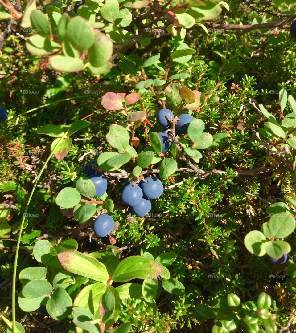 Hatcher pass blueberries 