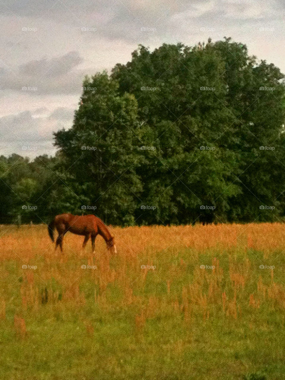 Brown Horse Grazing in the Field