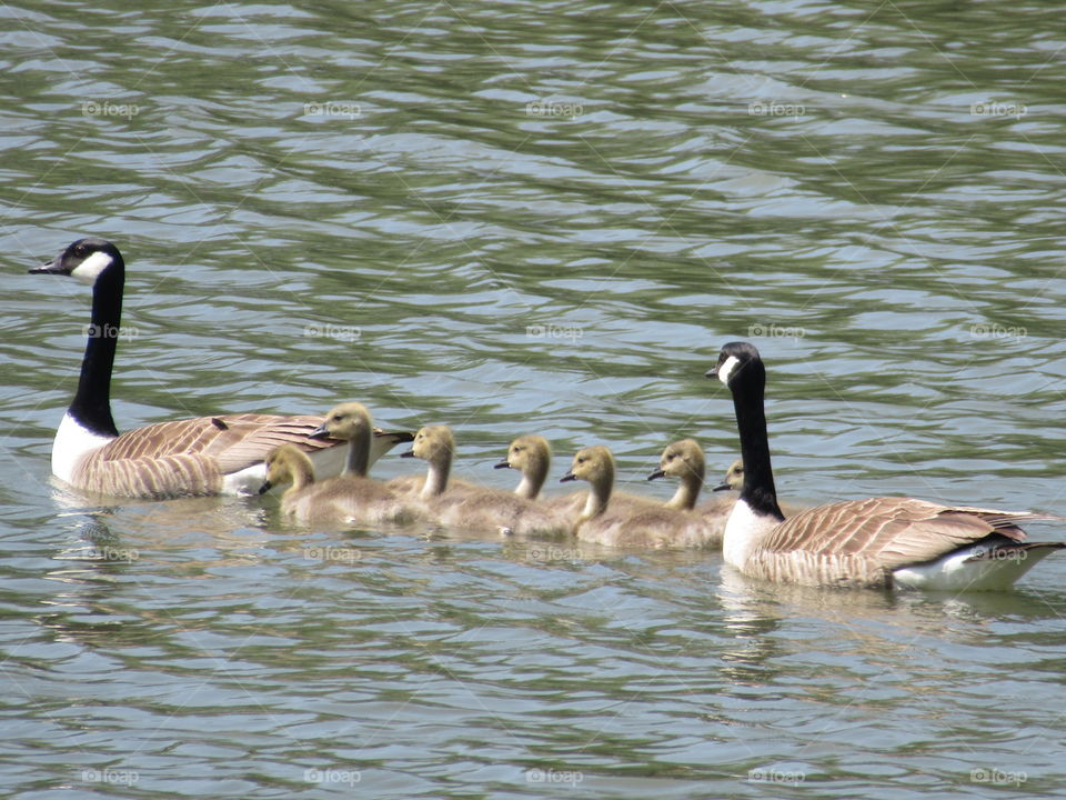 Canada Geese with their young ones