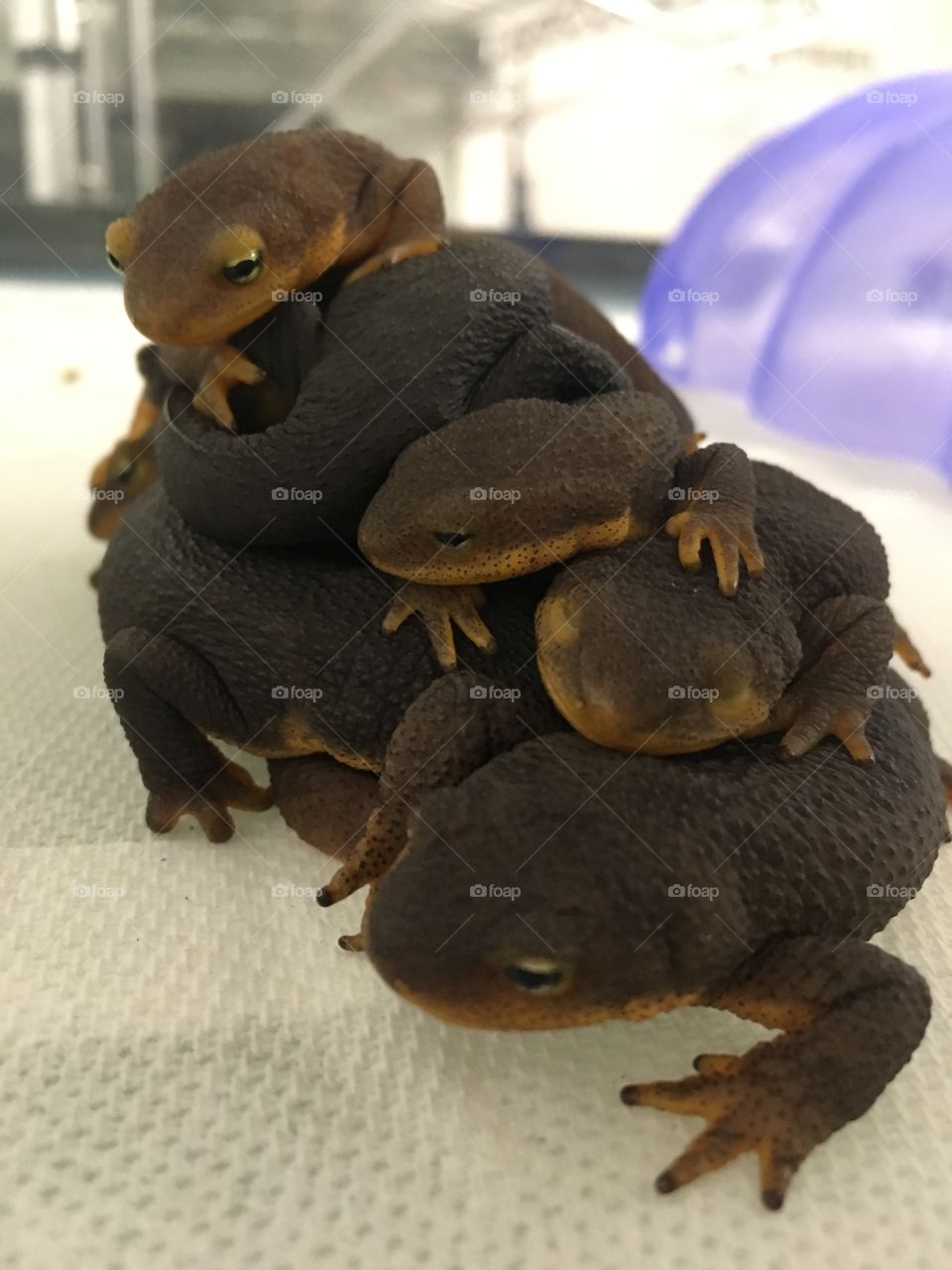 Pile of Newts