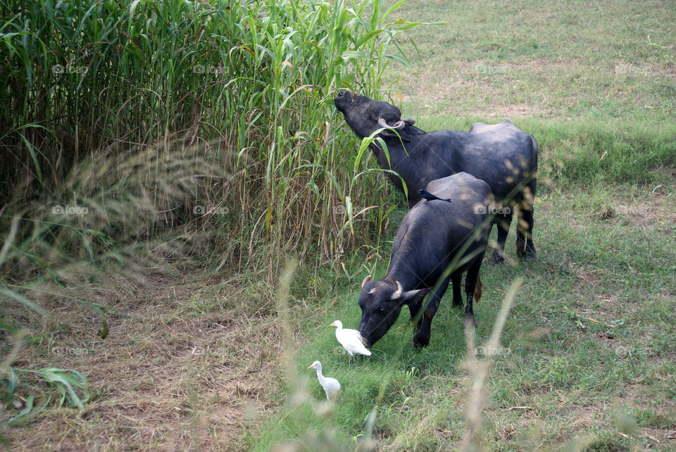 Cattle and fields - birds - always a photographers delight.