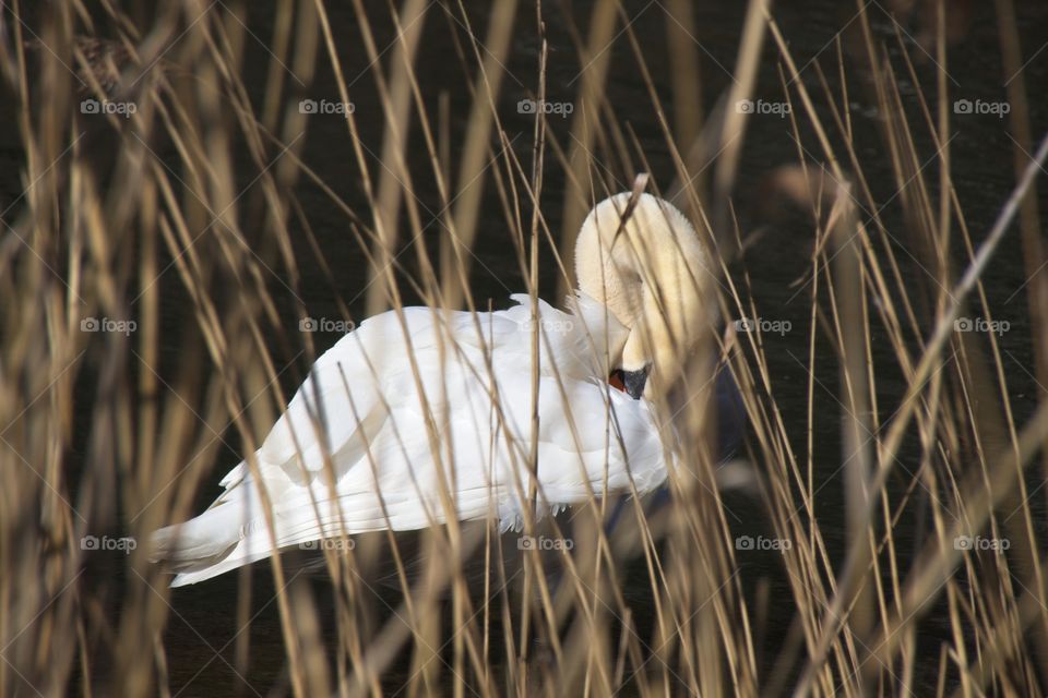 close up of a white swan