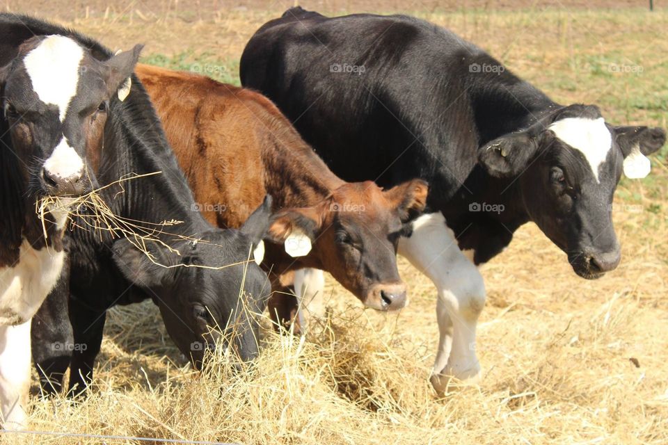 Farm cows 