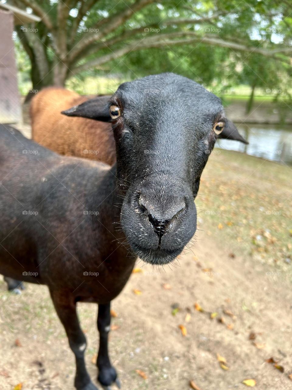 curious little animal