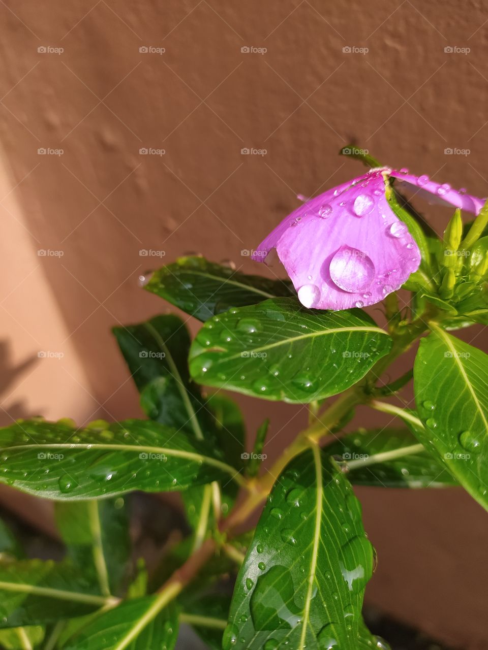 Raindrops shine like pearls on petals and leaves