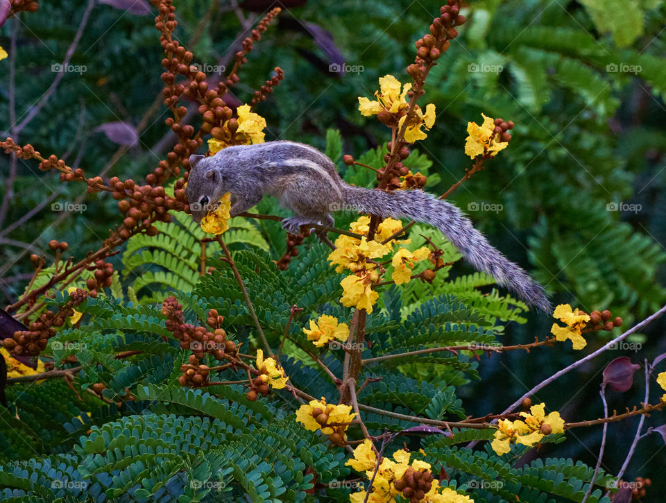 Animal photography - palm squirrel