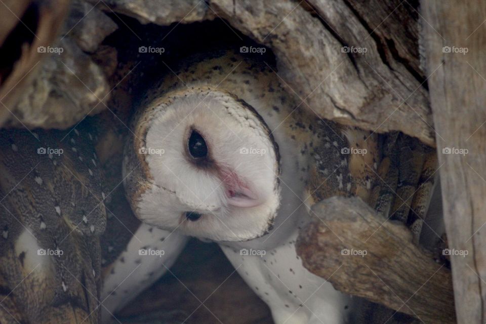 A curious barn owl, it’s head tilted and rotating around at the world and people.