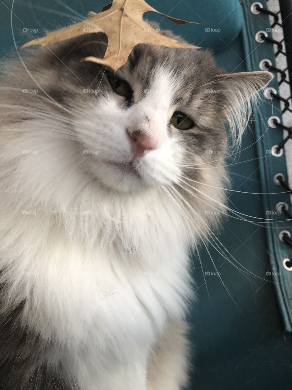 Cat with leaf on head