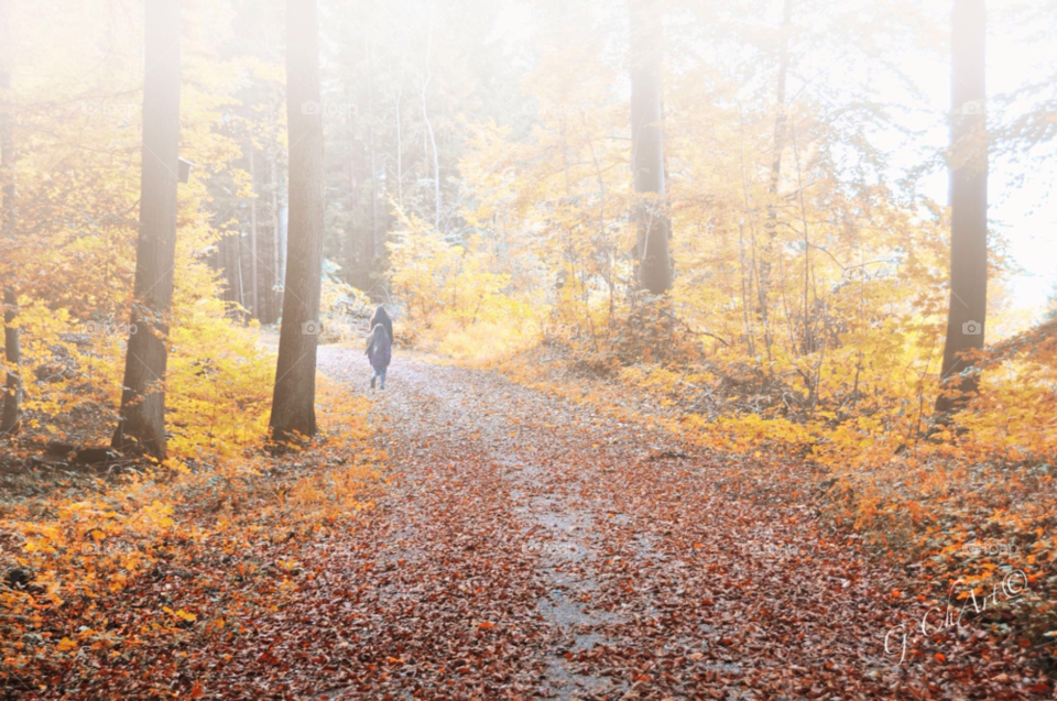 nature tree trees forest by gaguling