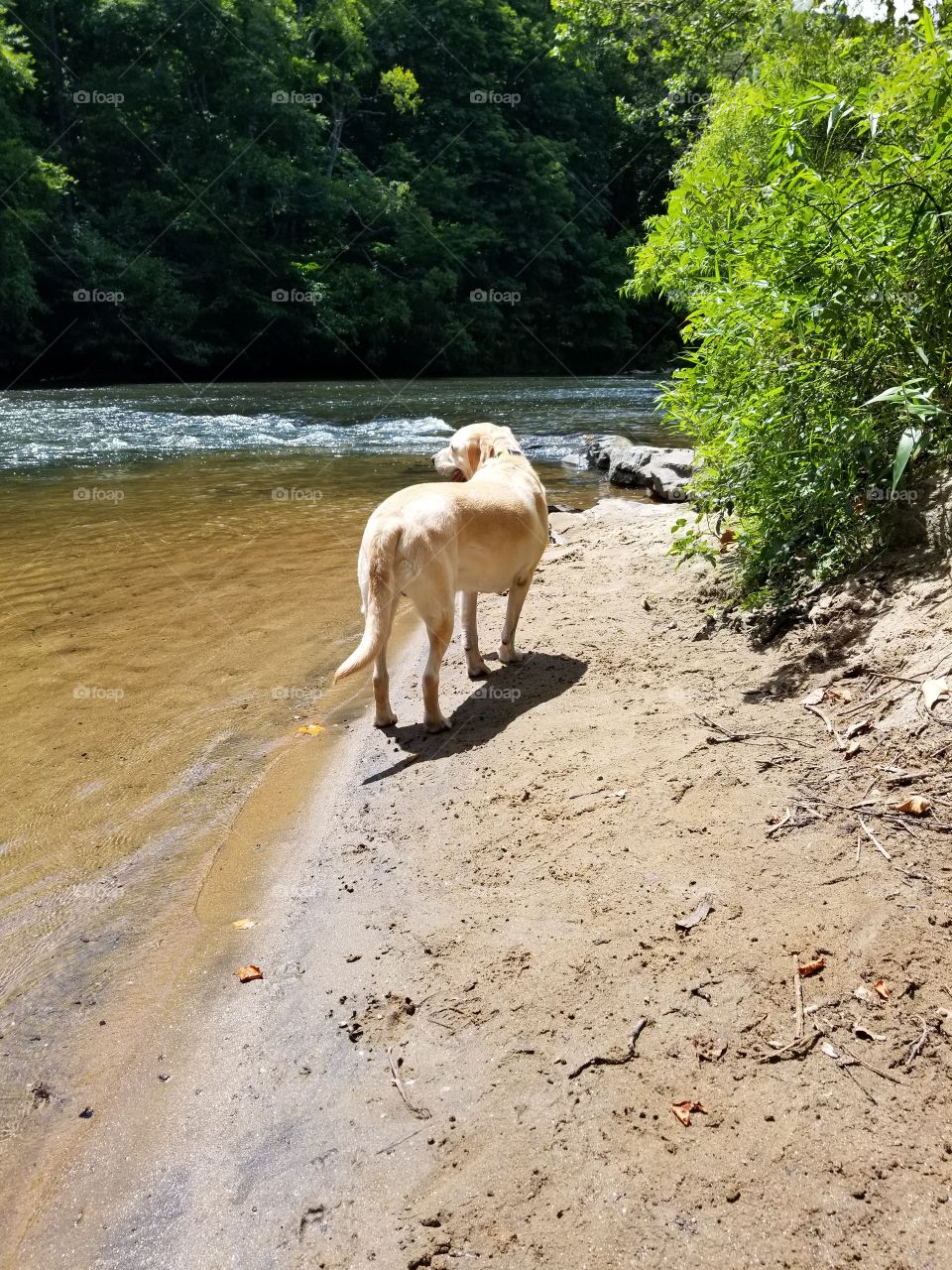 dog enjoying river