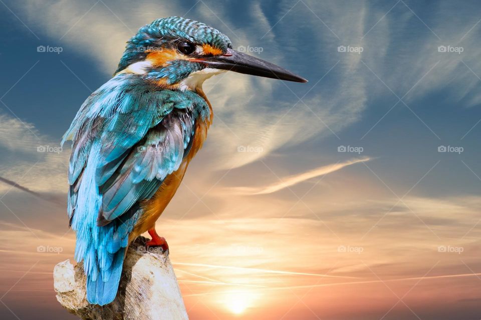 Beautiful and cute bird