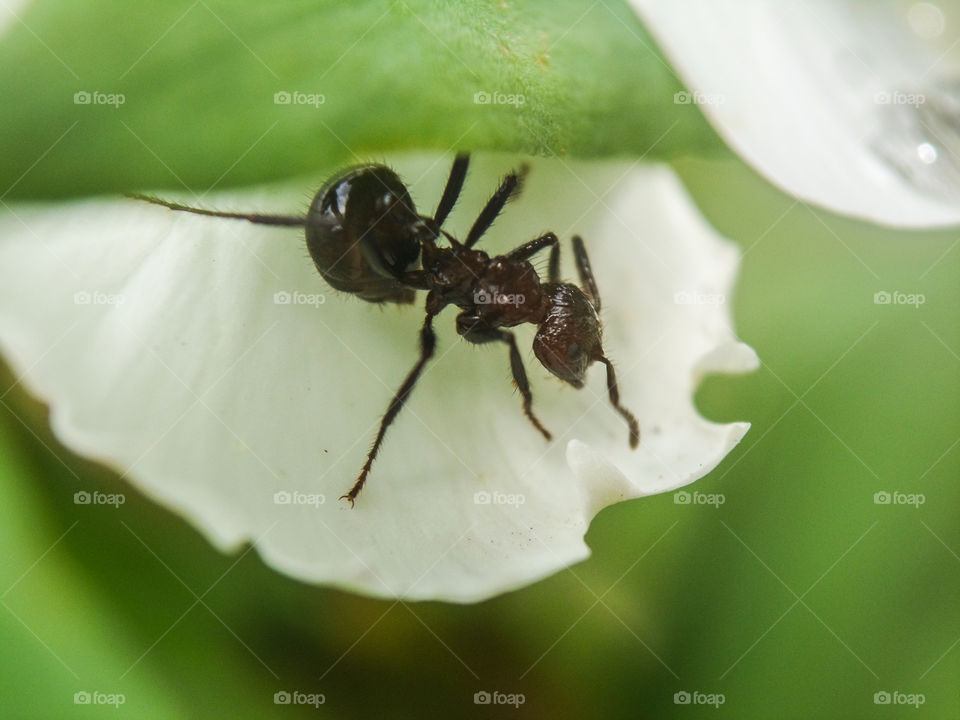 ant on a white flower petal
