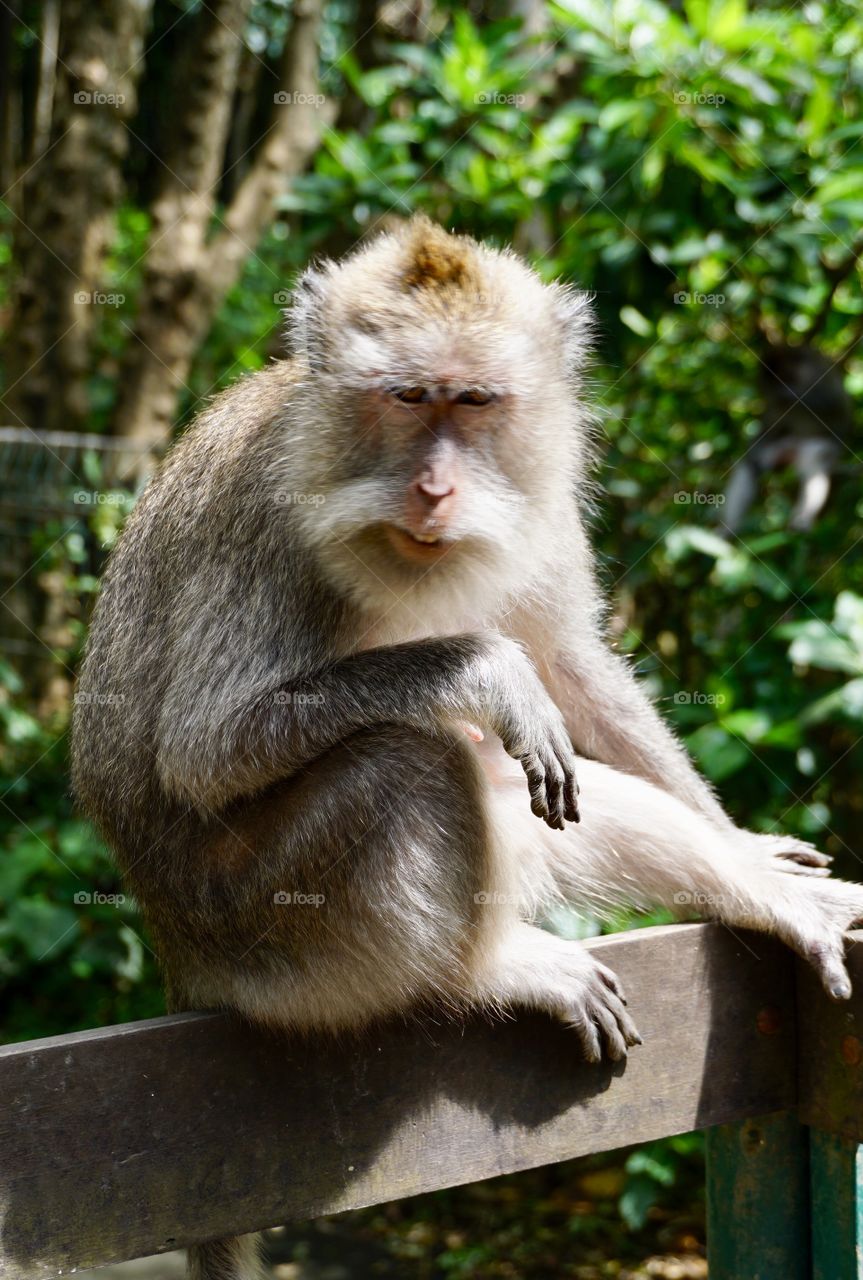 Bali monkey forest