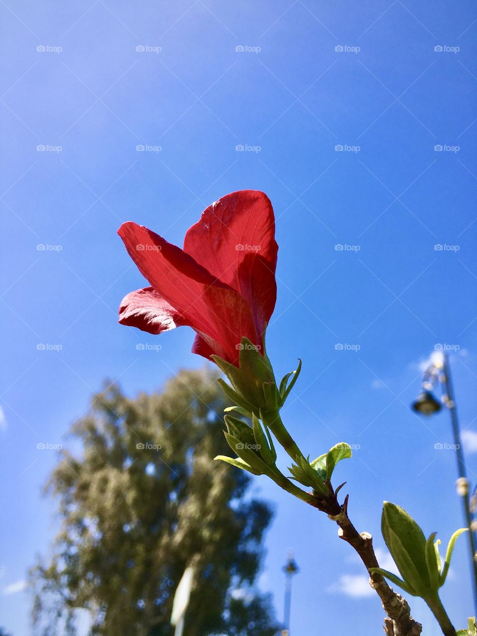 Red flower
