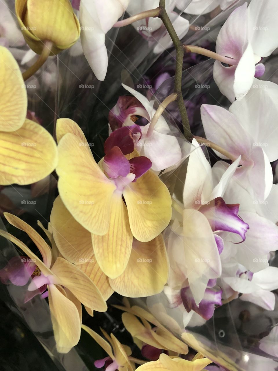 Beautiful yellow, purple, and white flowers 