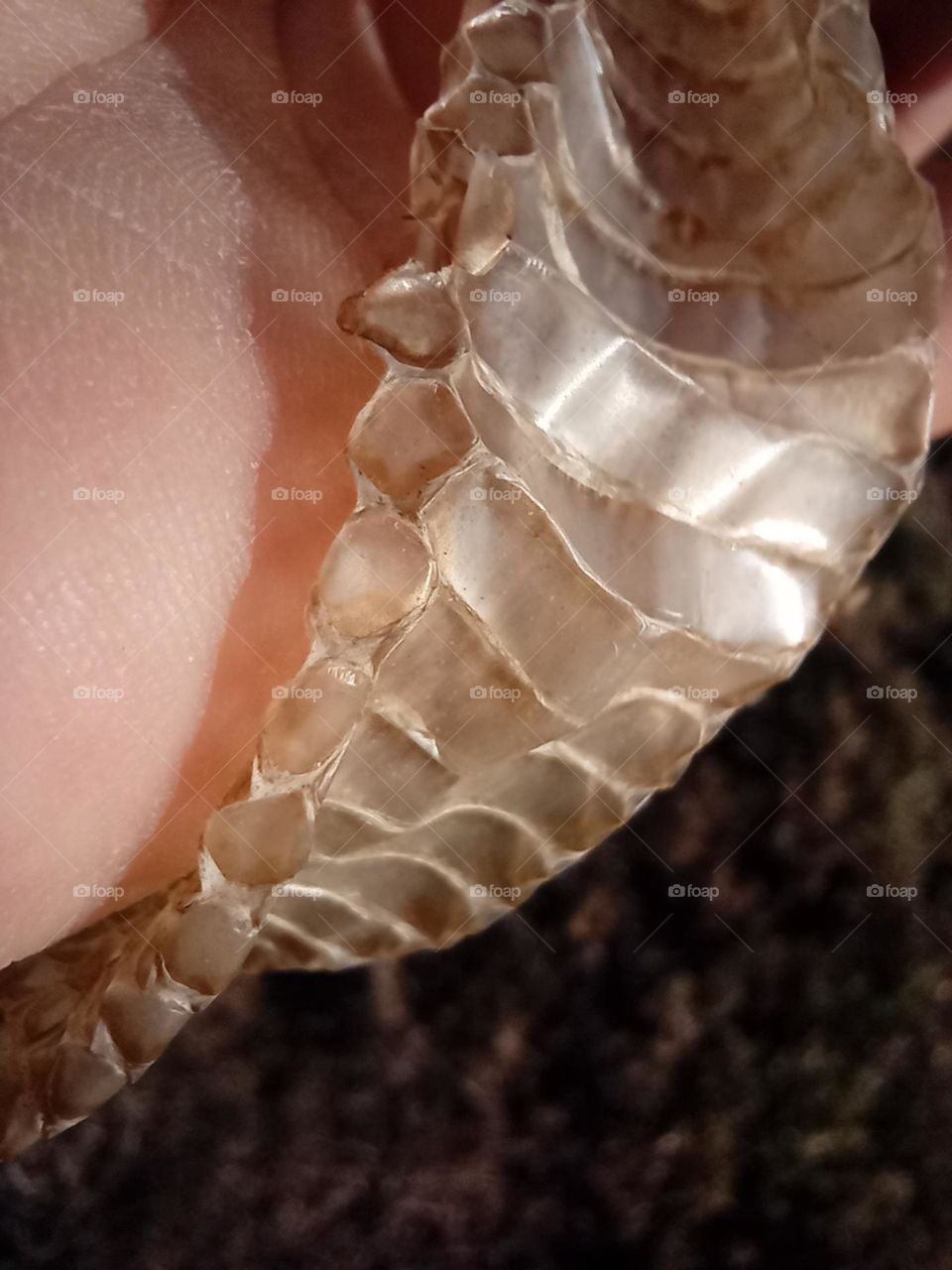Golden coloured Shedded Skin showing the Underbelly or Scute of a European Green Whip Snake. Snakes shed their Skin through a process called Ecdysis. Most Shedded Snake Skins are this colour and don't show the original Colour of the actual Snake.