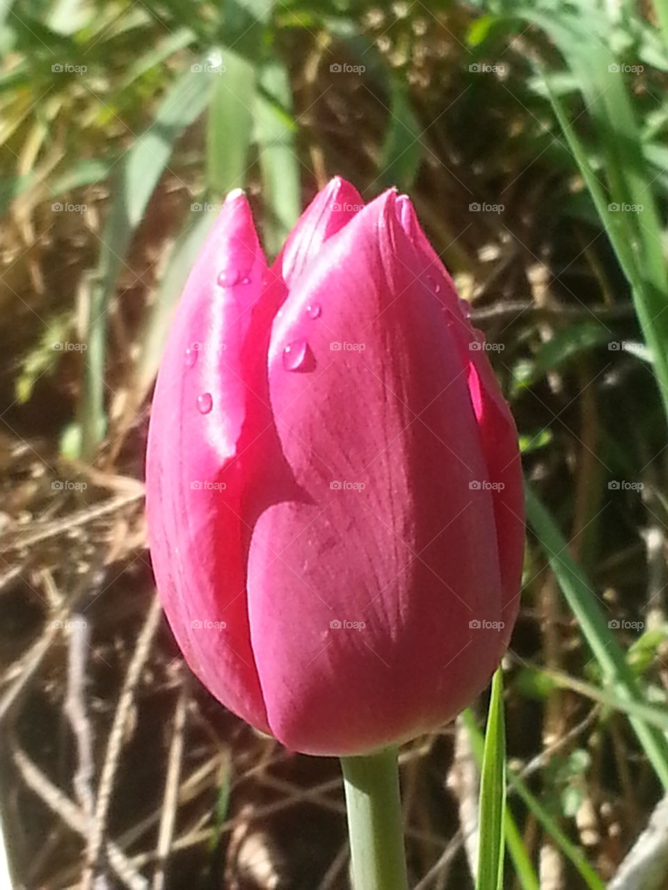 Tulip Stray . Growing at the roadside. 