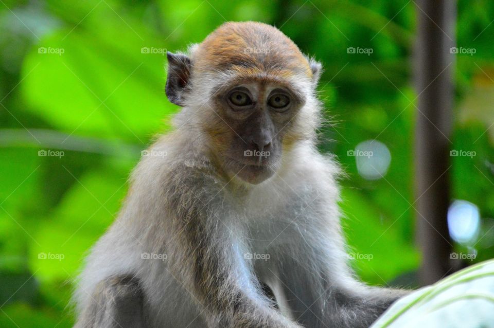 so beautiful macaque in the Jungle, Malaysia