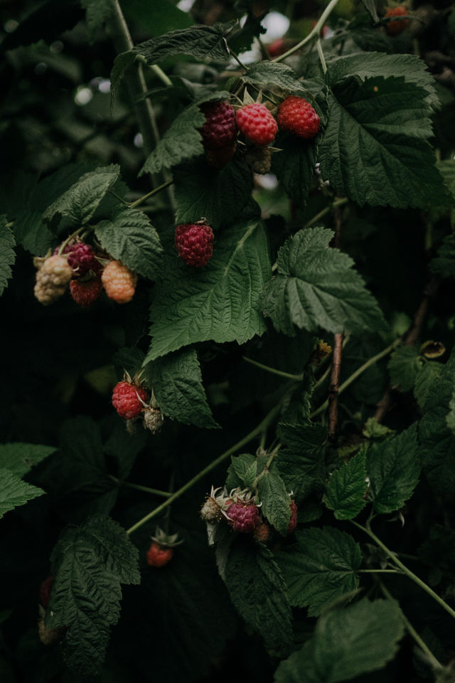 Raspberry