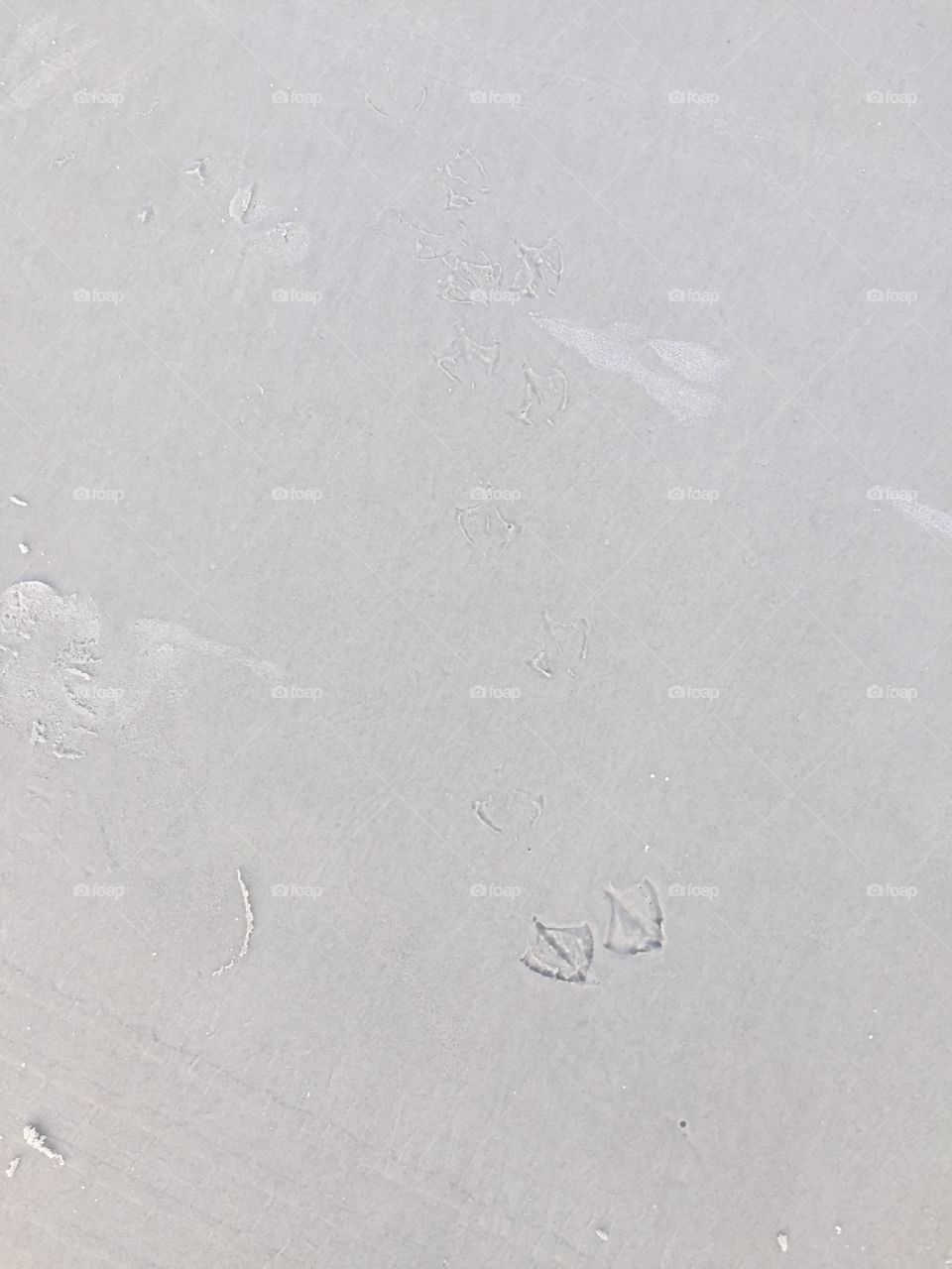 Seabird footprints 