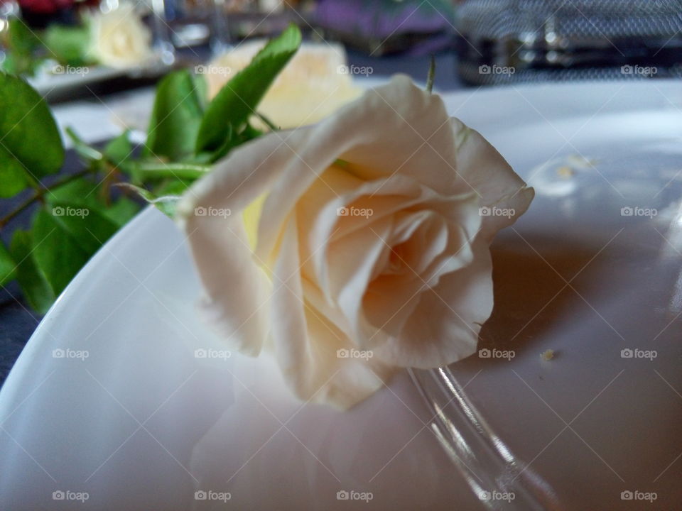 White rose